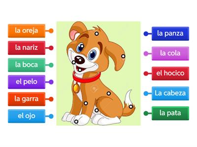 5to PARTES DEL CUERPO DEL PERRO