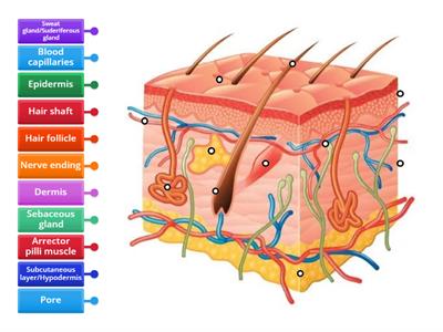 Skin structure Diagram- label