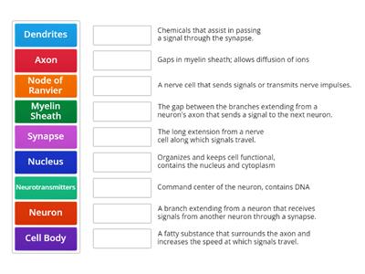 Parts of the Neuron