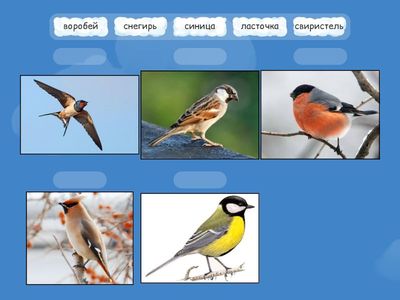 птицы