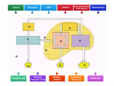 Cellular Respiration
