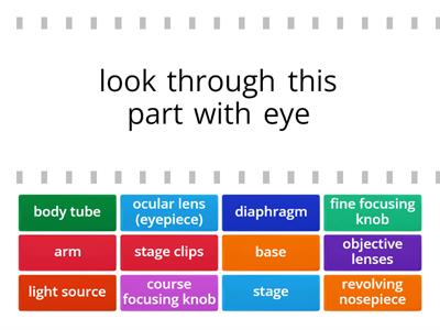 Beginner Parts and Functions of the Microscope- Find the Match