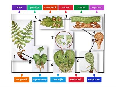  Розвиток папороті 