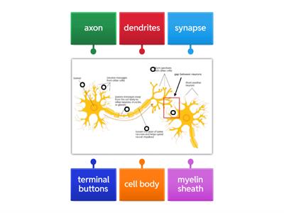 Neuron Parts