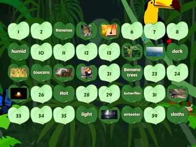 Year 3 - Rainforest 