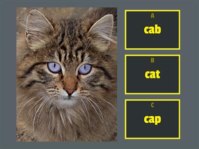 picture/word short a