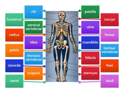 Bones in our body ( quiz )