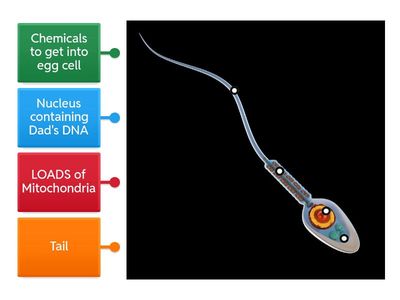 Label parts of a sperm cell