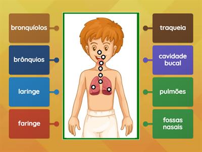 Sistema Respiratório