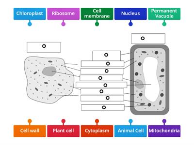 Animal and Plant Cell Label