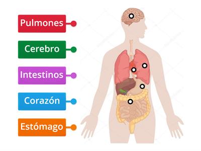  Partes del cuerpo humano