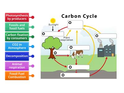 Carbon Cycle