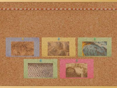 Match: Animal Body Coverings