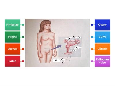 Medical Assisting 2: Reproductive System | Internal Female Reproductive Organs