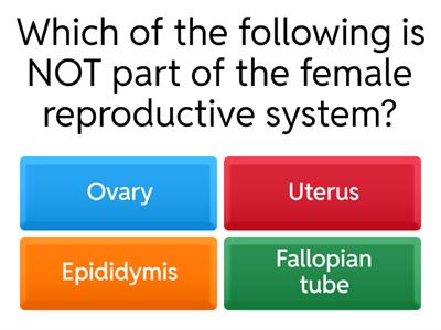 Reproductive System