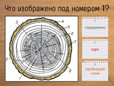 технология 5 класс