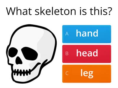  Year 2: The Skeleton 