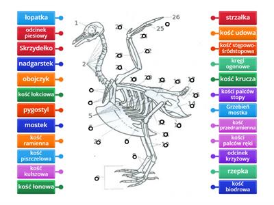 szkielet ptaka