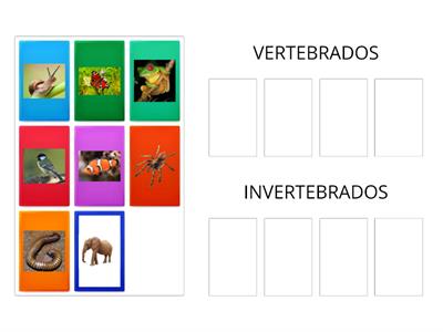 ANIMALES VERTEBRADOS E INVERTEBRADOS