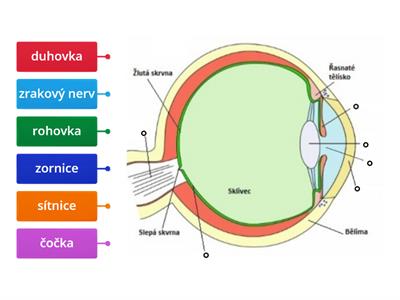  Smyslové ústrojí - oko