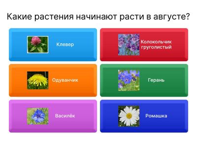 челок и мир