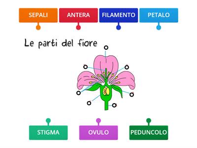  SCIENZE: LE PARTI DEL FIORE