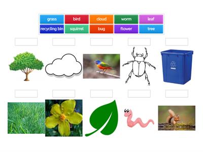 Environment Vocabulary