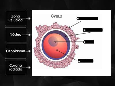 Estructura del Óvulo 