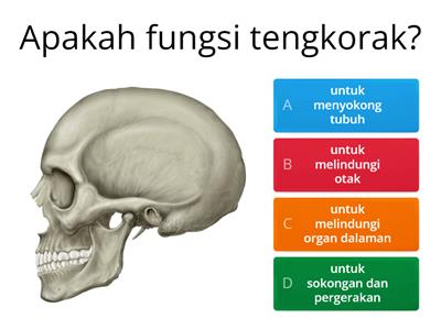 SAINS TAHUN 5 : FUNGSI SISTEM RANGKA MANUSIA