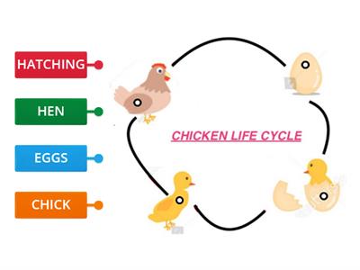 HEN LIFE CYCLE