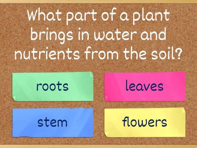 Parts and Function of Plants (quiz)