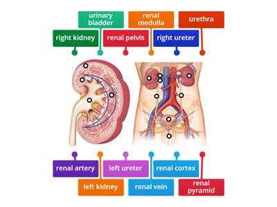 Urinary System Labeling 