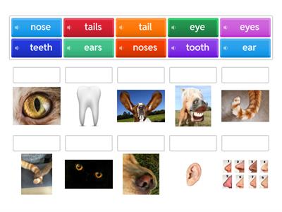 Parts of the body Animals single and plural