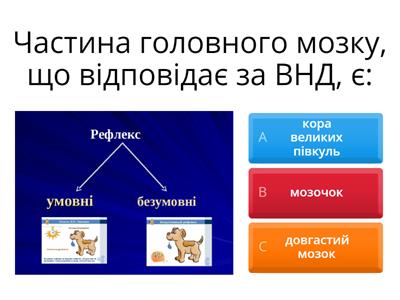 Умовні і бузумовні рефлекси.