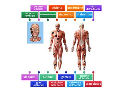 Apparato muscolare - Semplificato