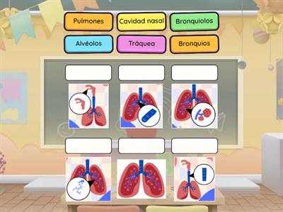 Partes del sistema respiratorio