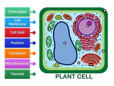 Label the Plant Cell