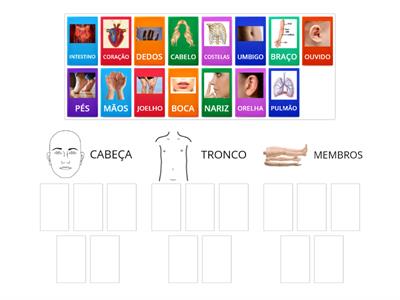 PARTES DO CORPO HUMANO