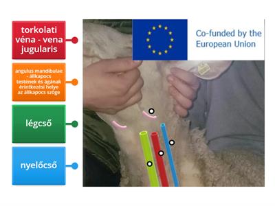 Juh nyakának sematikus topográfiája