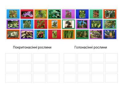 Насінні рослини