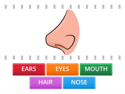 PARTS OF THE FACE