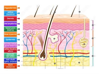 Integumentary System Vocabulary