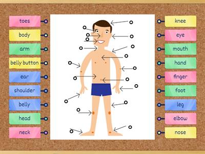 PARTS OF THE BODY