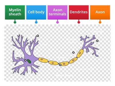 9-1 Neuron