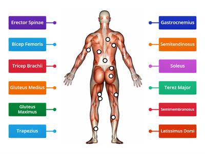 Muscular System - Posterior Labelling