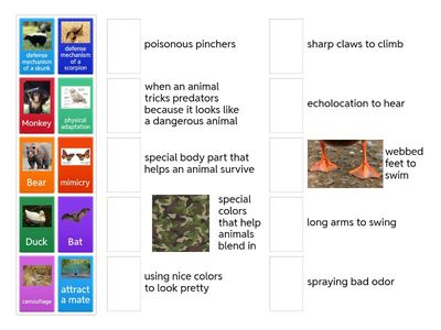 Mr. Figueroa - Grade 4 - Animal Adaptations examples