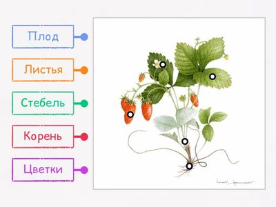 Строение человека