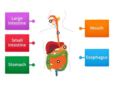 Digestive system