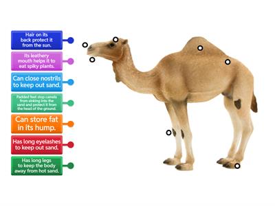  camel's adaptation Year 6