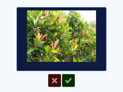 校園植物(校園喬木+灌木24)-練習用